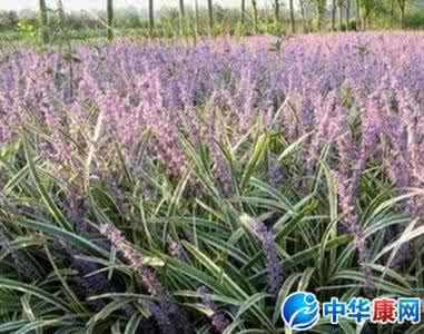 阔叶麦冬 麦冬功效与作用是什么 阔叶麦冬的功效与作用