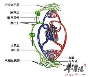 人体排出的垃圾毒素图 人体排出的垃圾毒素图 女人体内必须排出的7种毒素