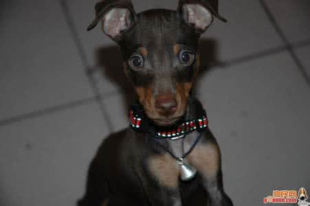 迷你杜宾犬好养吗 迷你杜宾犬能吃糖吗