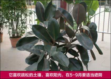 橡皮树繁殖视频教程 橡皮树繁殖视频教程 橡皮树的繁殖方法