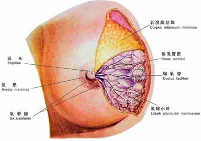 乳房不对称正常吗 两侧乳房不对称正常吗