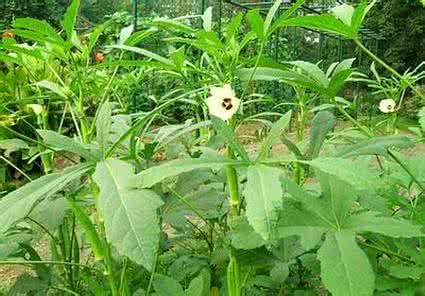 美优美野菜清洁霜毁容 《野菜赞》﹝清﹞顾景星撰