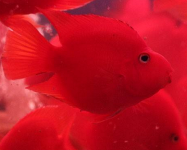 血鹦鹉价格 血鹦鹉 血鹦鹉价格