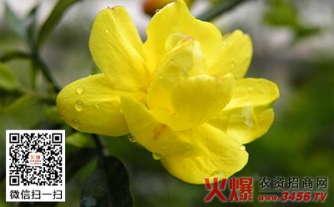 迎春花什么时候开 迎春花的形状特点 迎春花的特点 迎春花什么时候开