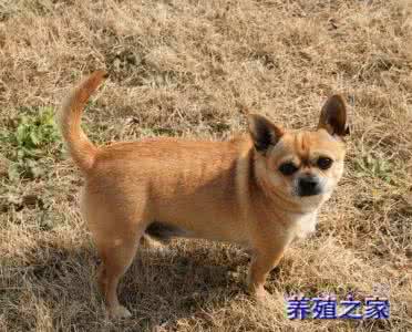 吉娃娃吃什么狗粮好 吉娃娃吃什么 吉娃娃吃什么狗粮好,吉娃娃不能吃什么?