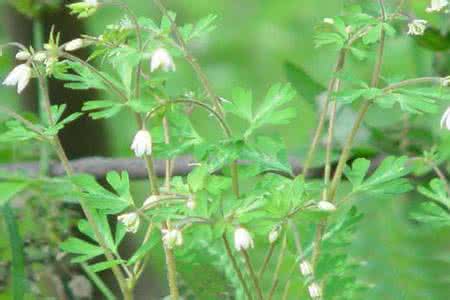 毛茛科 天葵子 天葵子(夏无踪)【毛茛科】