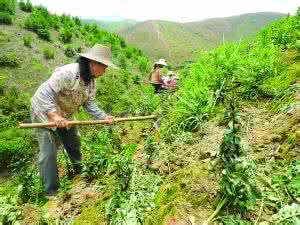 巴戟天种植技术 种植巴戟的经济效益 巴戟的种植技术