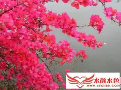 三角梅的修剪方法图 三角梅不开花是什么原因