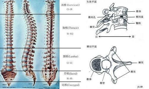 尾椎骨滑脱 尾椎骨滑脱 尾椎滑脱怎么治疗?