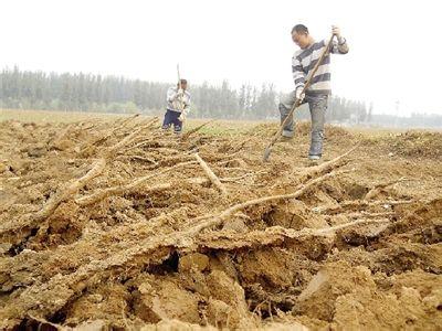 河南铁棍山药价格 河南民权铁棍山药大量滞销