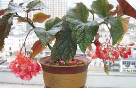 竹节海棠的养殖方法 竹节秋海棠 竹节海棠的养殖方法和注意事项