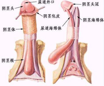 女人也有前列腺吗 女性也有前列腺吗 女性这些症状和腿粗细也有关系