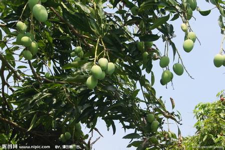 杧果 还是 芒果 “芒果”还是“杧果”?