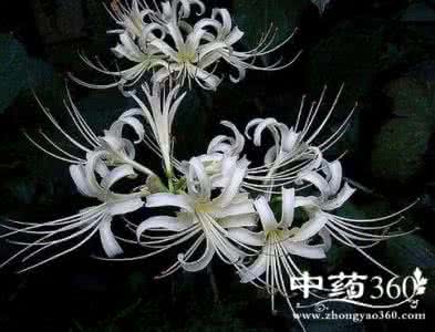 曼陀罗花的功效与作用 曼陀罗花的功效与作用 曼陀罗花的药用价值