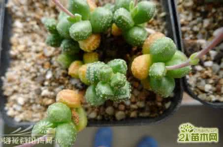 公路养护管理系统 红数珠(Crassula hottentota)的养护管理