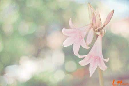 早安心语 早安心语：不是直到最后才遇到最好的