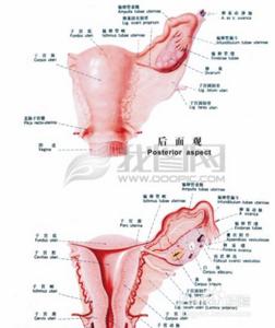 男性腹股沟不舒服 腹股沟不舒服 腹股沟的好处 女人这隐秘部位搓得越热越舒服