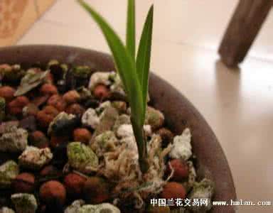 车厘子树苗栽培方法 小、幼、老、弱苗的栽培方法-种养心得-中国兰花交易网社区