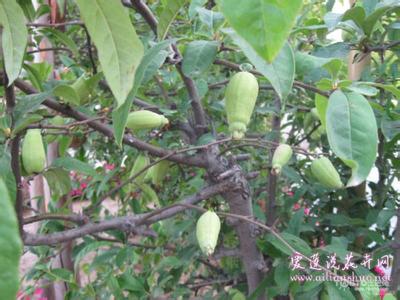 木瓜海棠的养殖方法 木瓜海棠的养殖方法 木瓜海棠养殖方法 木瓜海棠养护技巧