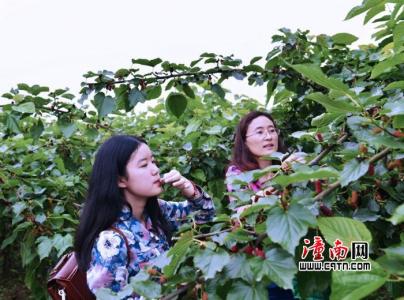采摘桑葚注意事项 桑葚采摘注意事项 孕妇吃桑葚的注意事项说明
