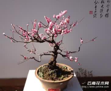 腊梅盆景的养护方法 腊梅盆景●养护管理