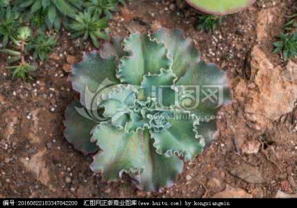 多肉植物种植土壤 【多肉植物】多肉植物种植土壤介绍