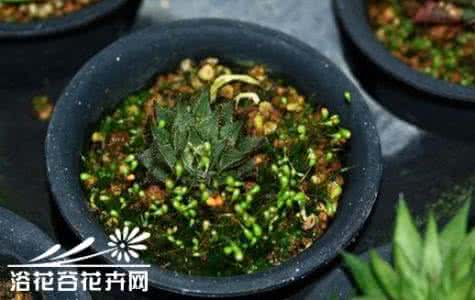多肉植物 至少能让90％多肉植物顺利成活的懒人做法