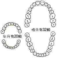 乳牙和恒牙的区别图片 乳牙和恒牙的区别