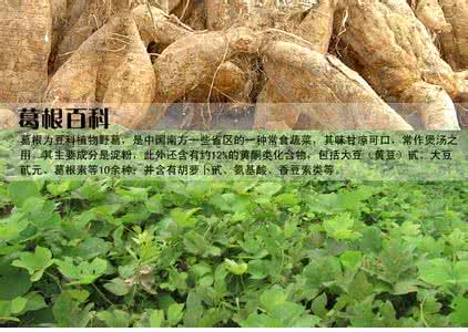 野生葛根功效与作用 野生葛根的功效 葛根的九大功效