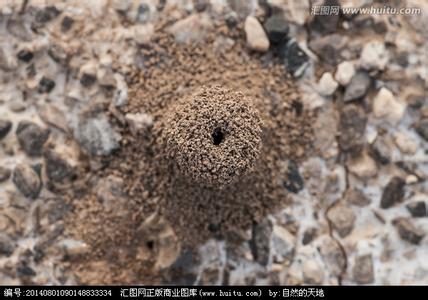 家里有蚂蚁怎么找到窝 家里有蚂蚁窝怎么办 家中有蚂蚁窝怎么办