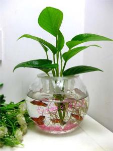 水培植物怎么养 水培植物这样养才对