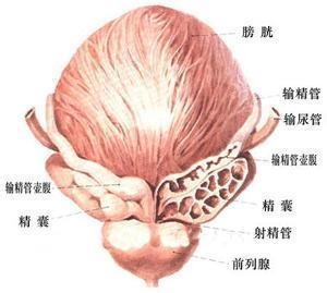前列腺发炎原因 女性关注：前列腺也会发炎？