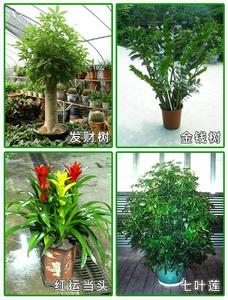 客厅摆放什么植物招财 把招财植物带回家