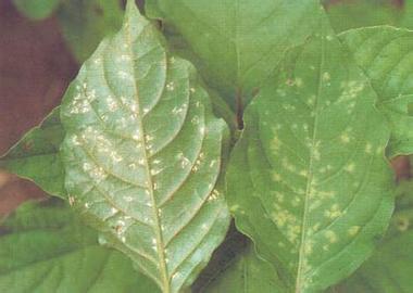 菊芋 药用植物菊芋锈病