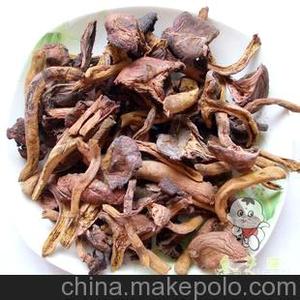 东北松蘑图片 东北松蘑 松蘑