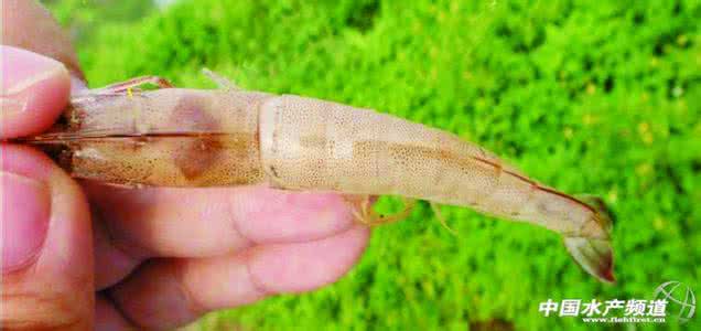 乳酸菌发酵培养基 乳酸菌发酵鱼下脚料的培养基优化