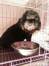 泰迪幼犬饲养方法 四个月的幼犬详细饲养方法