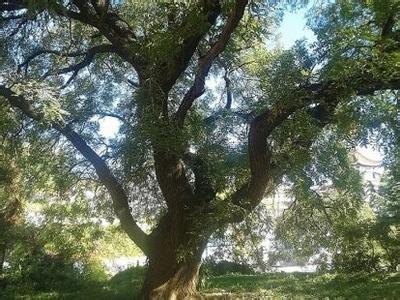 林子慧讲编程 老屋前古槐的吟叹 ---山林子 慧商 自然智慧诗