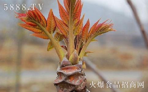 鸡蛋的营养价值及功效 香椿芽的营养价值及功效