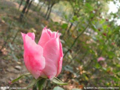 月季嫁接繁殖 月季芽接 冬季繁殖月季采用嫁接更合适,月季的芽接方法