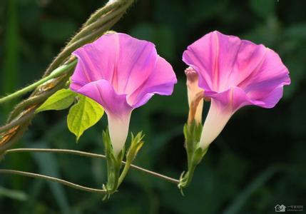 牵牛花的特点是什么 牵牛花的特点 牵牛花的特点是什么