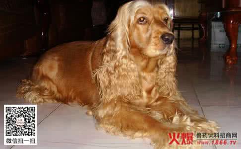 可卡犬好养吗 可卡好养吗 可卡犬好不好养