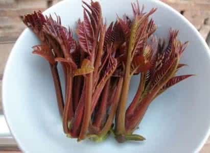 记忆里的香椿芽 香椿做法大全,美味可口,更是记忆中的味道