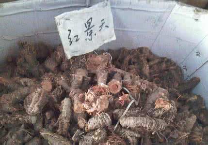 红景天泡水喝的禁忌 红景天泡水喝的功效与作用