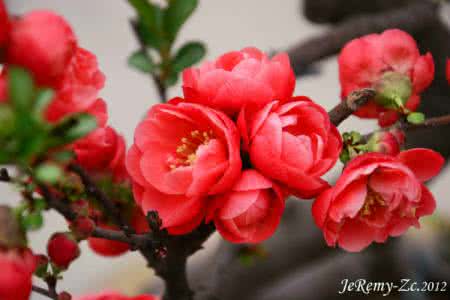 护花之龙的叙情诗 花...朵   《情诗》