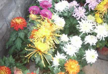 故乡篱下菊 重阳节诗词70首： 故乡篱下菊，今日几花开？