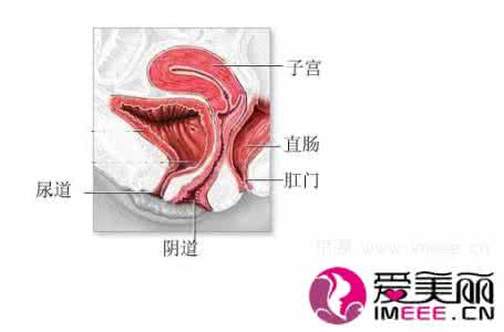 女性外阴形状几种,图 女人私处各阶段发育形状图