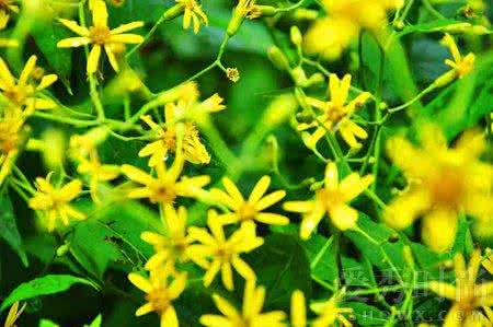 治疗类风湿的民间偏方 【民间偏方】治疗风湿疼痛、树枝熬水搞定！