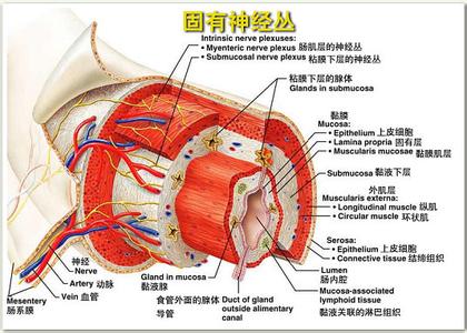 脑部神经紊乱 肠神经系统