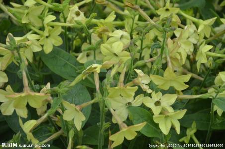 烟草花叶病毒 烟草花叶病毒 【花烟草】什么是花烟草